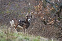 15-Mouflon aveugle