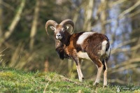 17-jeune mouflon