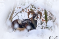 14-Mouflon dans la neige