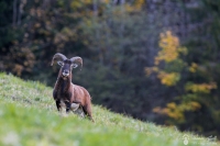 19-Mouflon automne
