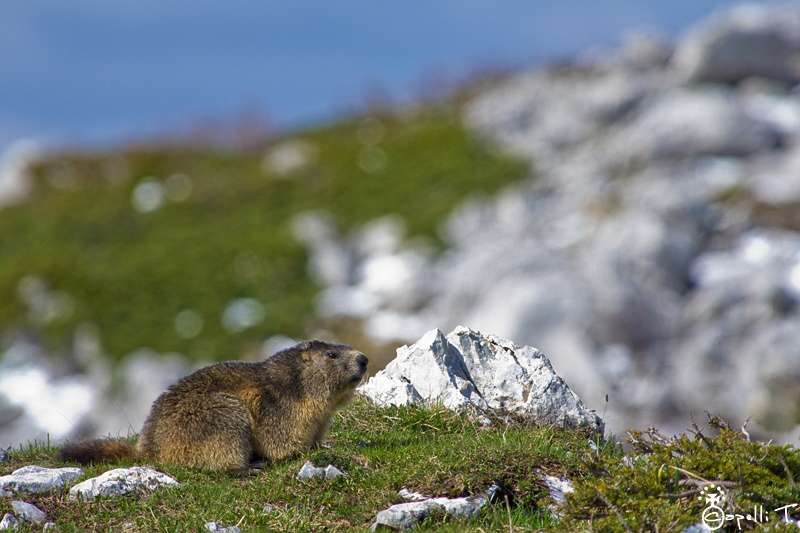 Marmotte bonzette