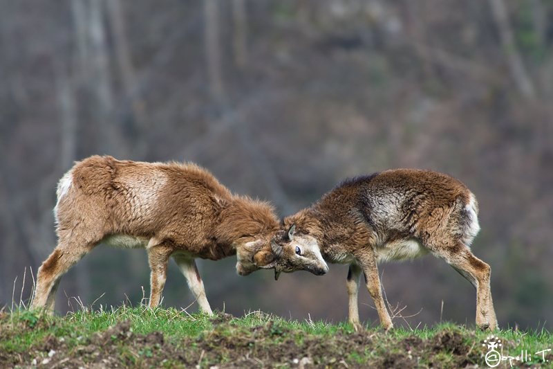 combat entre deux jeunes males mouflons en chartreuse.