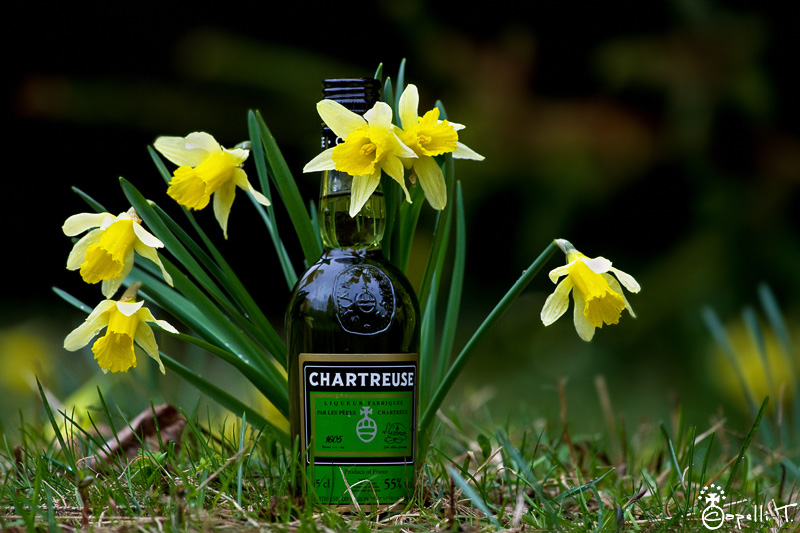 bouteille de chartreuse verte au milieu d'un bouquet de jonquilles