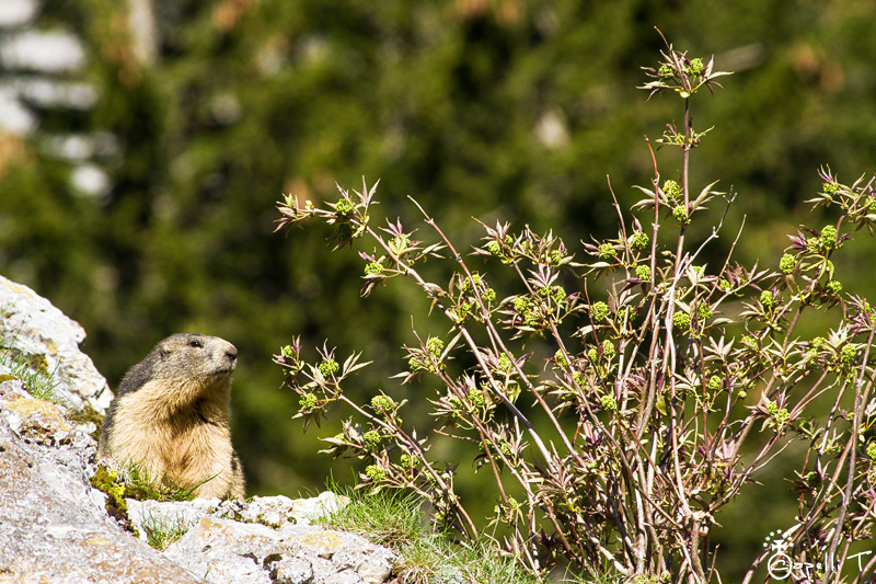 Marmottes dans les pierriers de chartreuse - Thomas CAPELLI