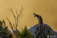 chamois d'or